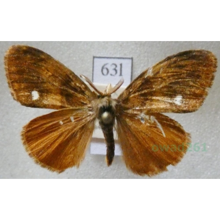 Orgyia antiqua (Linnaeus, 1758) male Znamionówka starka Czech63l